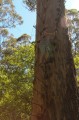 1225-1159 WA Karri forest (9863)